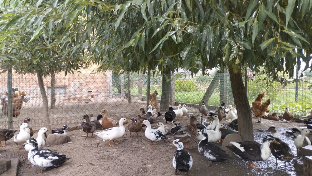 Kaczuszki Call duck