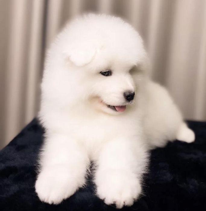 Samojed samoyed biały