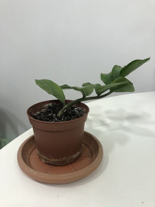 замиокулькас замиелистний