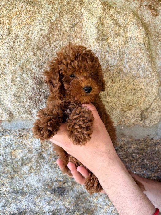 Toy Caniche Macho Menino Disponível