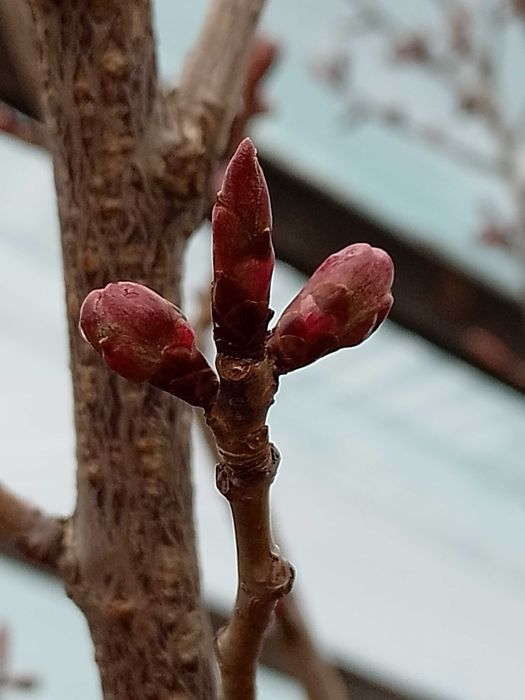 Wiśnia japońska pilkowana jabłoń ozdobna Umbraculifera