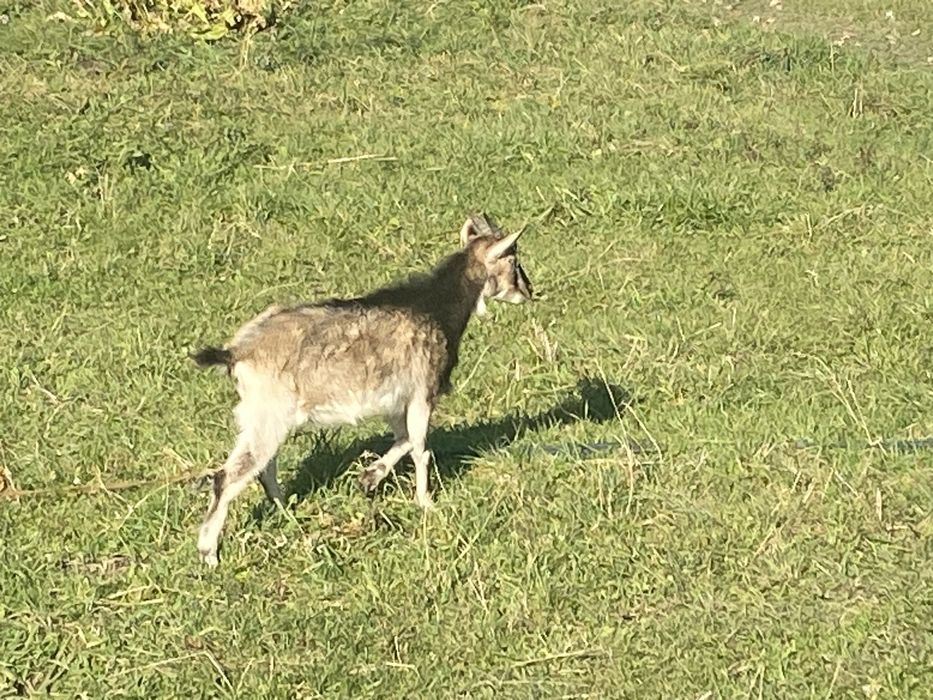 Продаються породисті альпійські кози і козенята