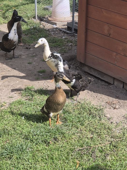 3 kaczki biegusy indyjskie