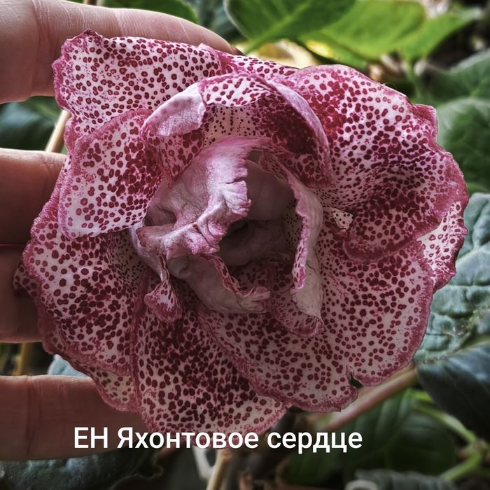Сортові глоксинії
