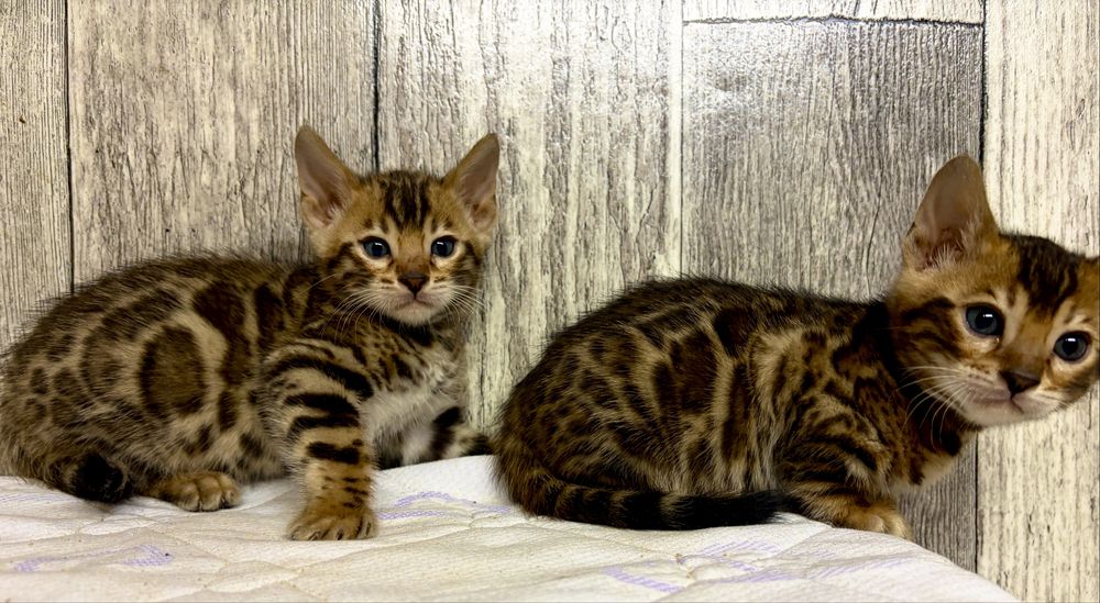 Бенгальські кошенята