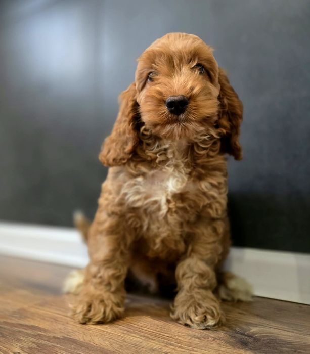 Piesek cockapoo!