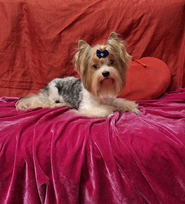 Бівер йорк кабель для вязкі