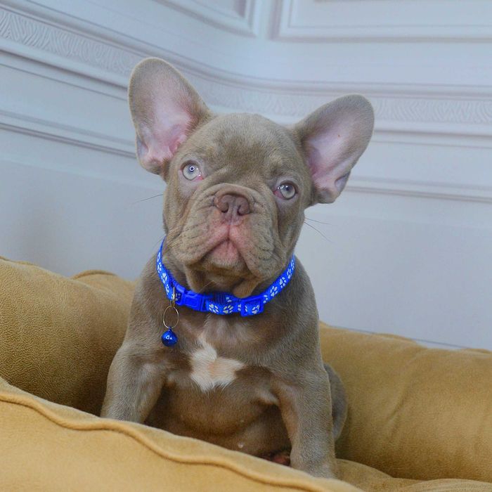 Прекрасні хлопчики у пошуках люблячих родин!