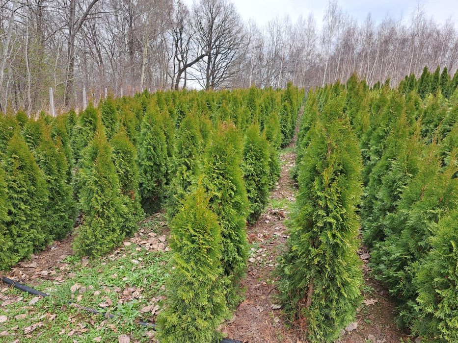 Promocja wiosenna !!!Tuja szmaragd 140-160cm