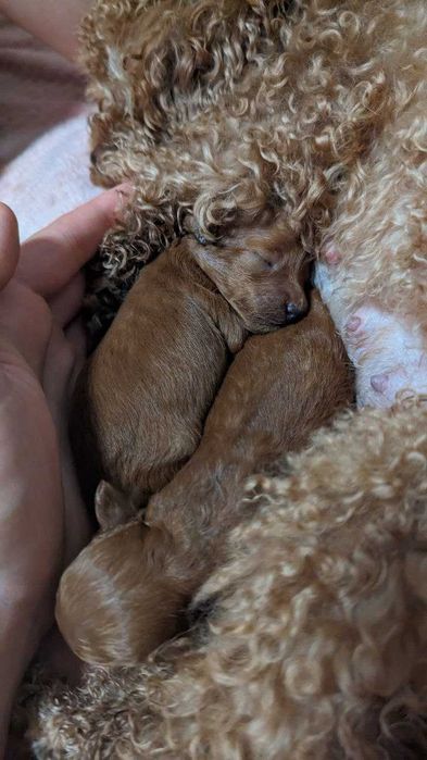 Микро Тикап пудель Китай Вязкв .ТойПудель Той Пудель вязка