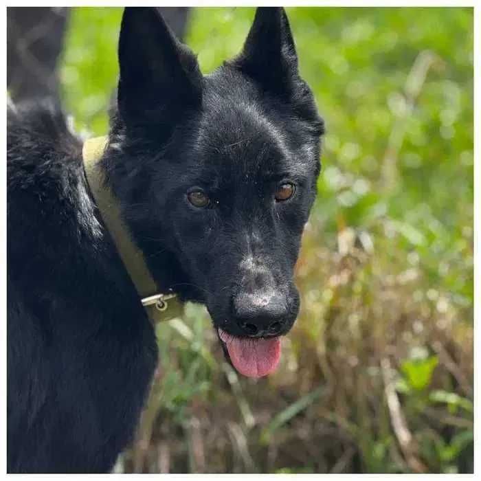 Активная собака Альфа