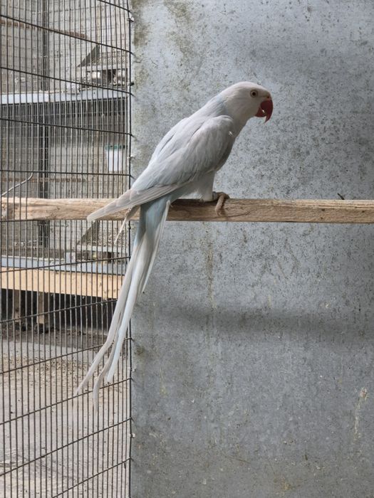 Ring necks fêmeas adultas