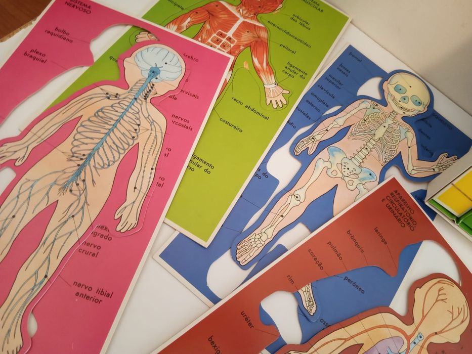 Jogo de Anatomia, antigo 1981,  Majora