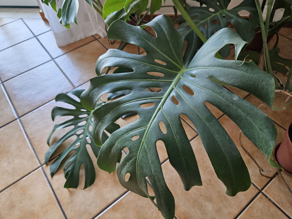 5 vasos de Costela de Adão (Monstera Deliciosa) à tua espera