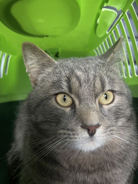 ЗНИК КІТ! В Гатному, Крюківщина, Чабани, Вишневе