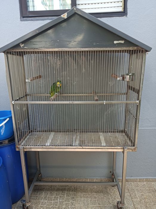 Vendo papagaio verde
