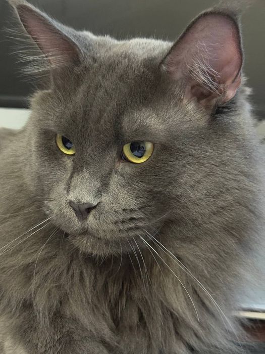 Мейн-кун Кузя шукає наречену у  Деснянський район