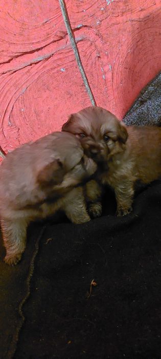 Oddam 3 suczki w dobre ręce