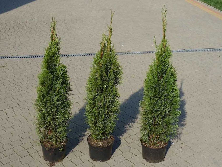 Tuja! Szmaragd, Brabant, Blue Arrow! Sadzimy! Dostawa! Do 250 cm!