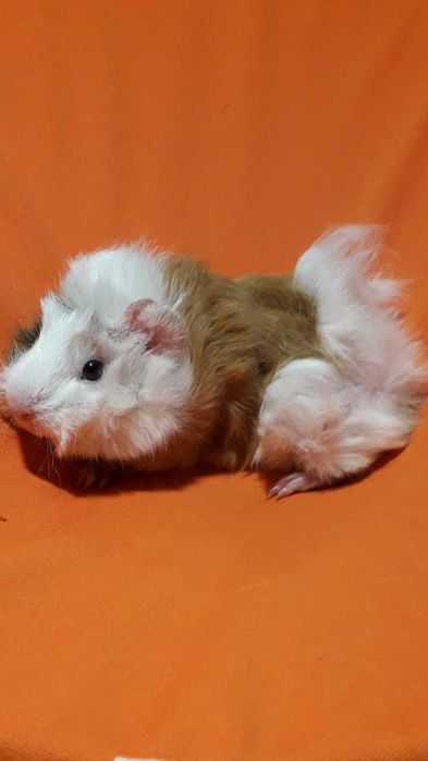 Морська свинка,  морські свинки.