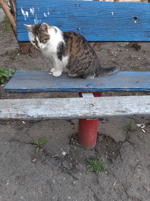 Кошка, стерилизована, 2 года