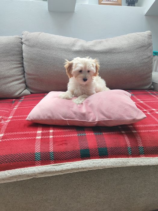 Maltipoo F1 suczka maltańczyk i pudel toy