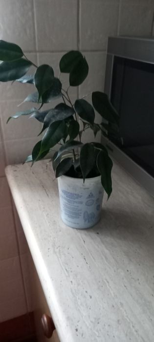 Сажанець Фікуса Бальжаміна