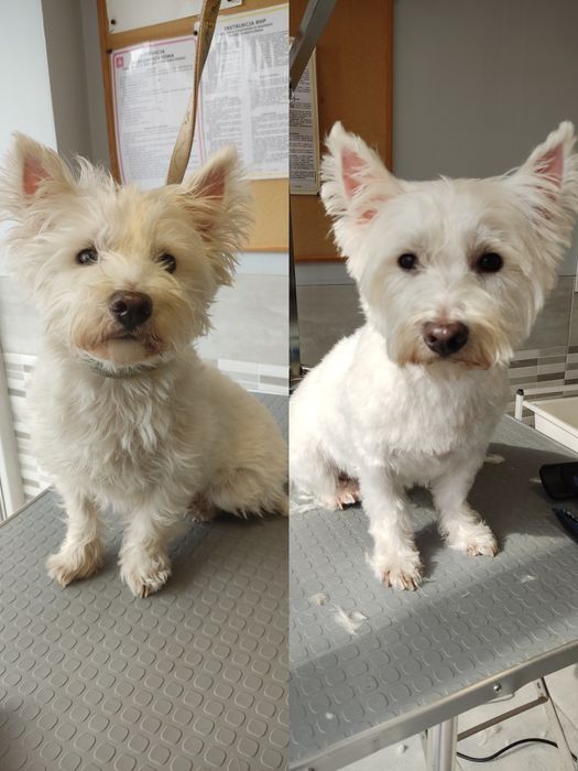 Groomer, psi fryzjer, strzyżenie