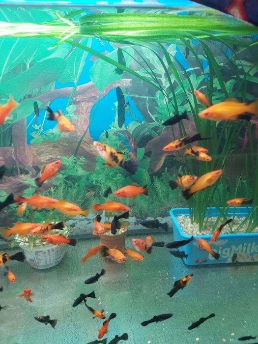 Młode rybki Molinezje Mieczyki.