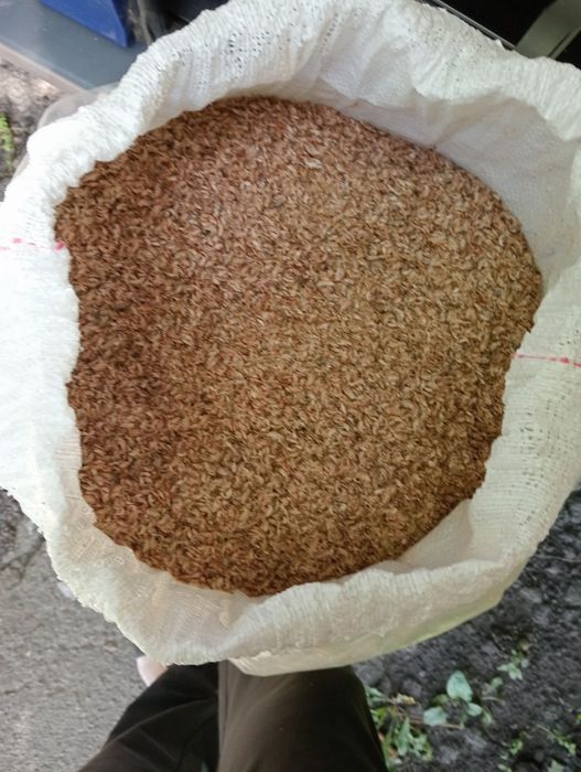 Продам! Гаммарус