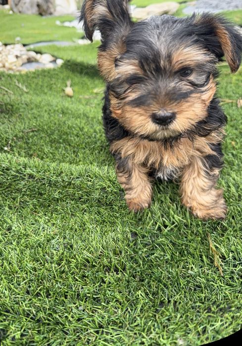 Yorkshire terrier maravilhoso