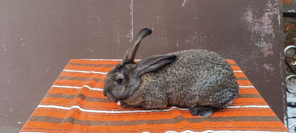 Кролики, кролі, кролиці, кроленята