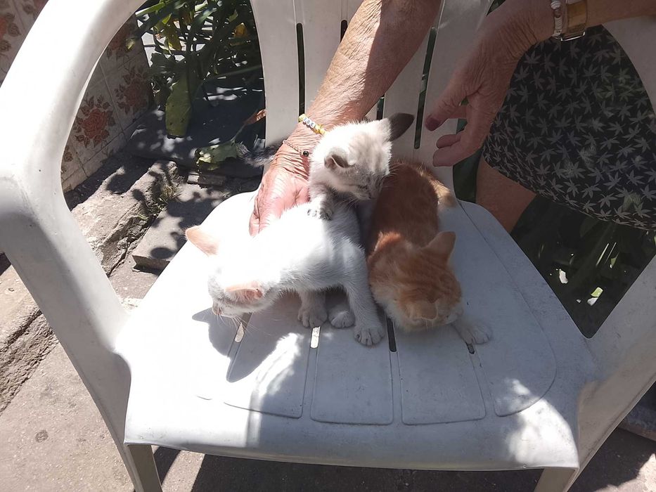 Gatinhos para adopção