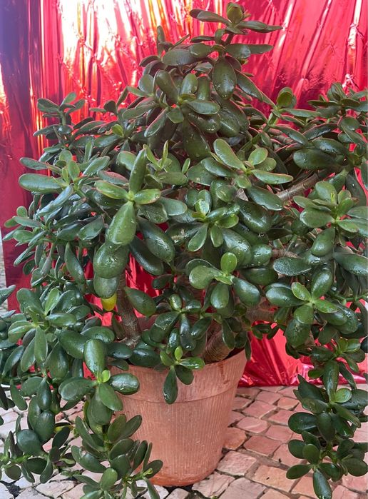 Plantas de exterior diversas