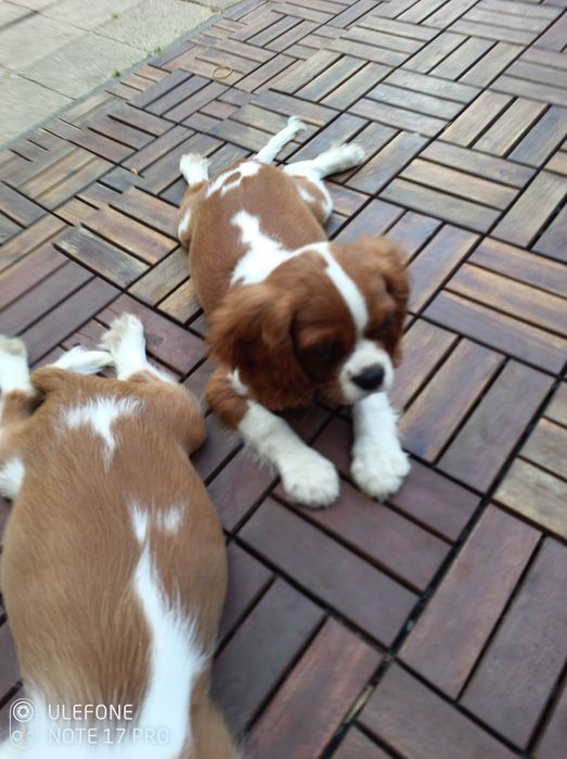 Cavalier King Charles Spaniel uroczy Chojrak