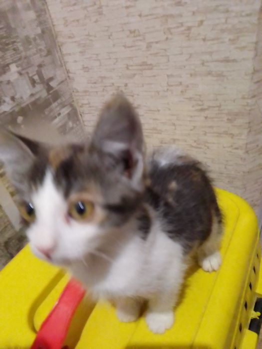 Маленькие котята
