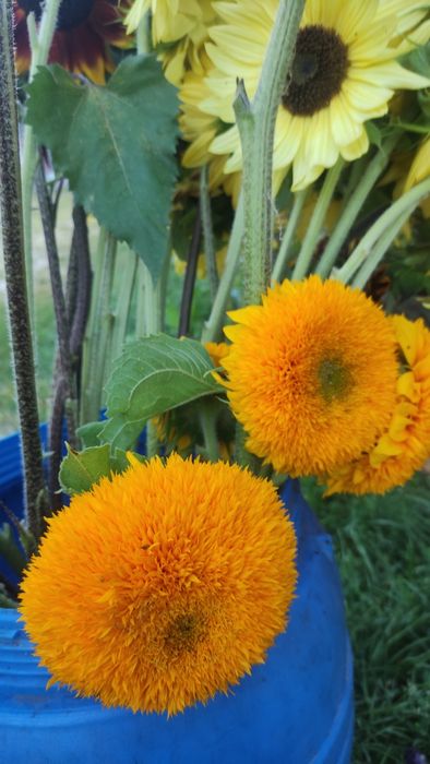 Słonecznik ozdobny nasiona