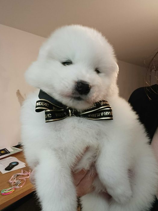 Samoyed szczenię rodowód FCI rodzice