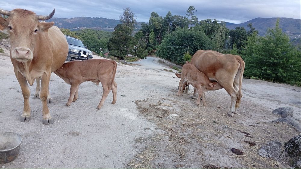 Vendem-se 5 vacas - Raça Minhota e Cruzada de carne