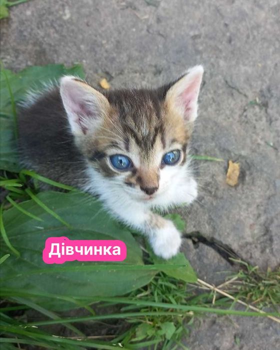 Кошенята, котики, котенята. Віддам в добрі руки.