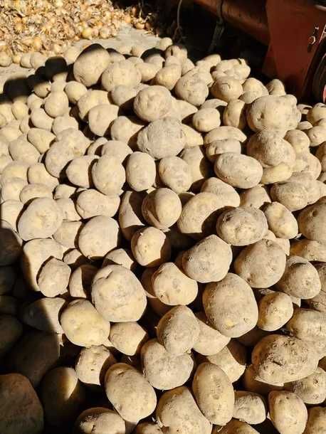 Sprzedam ziemniaki jadalne Denar