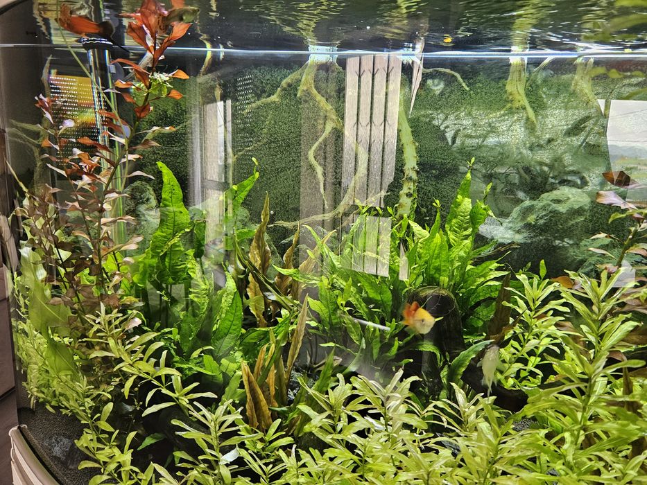 Plantas de aquário