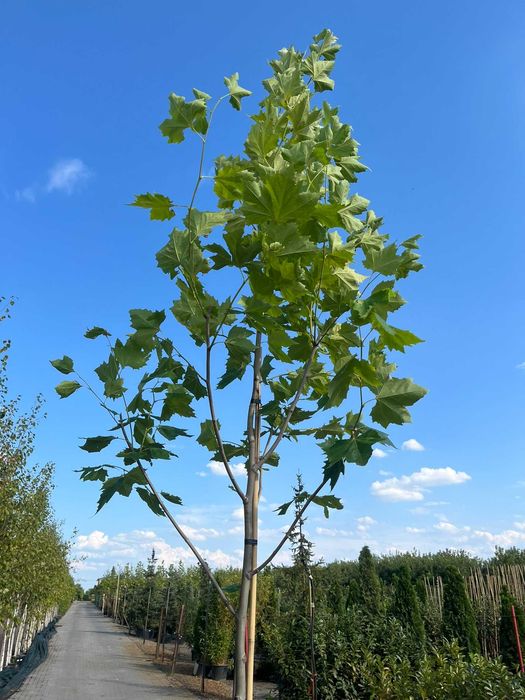 Platan klonolistny Platanus acerifolia - okazałe drzewa alejowe