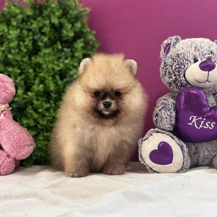 ляльковий Ведмедик шоу классу