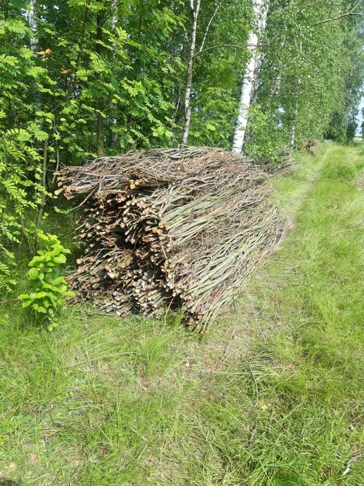 kiszka faszynowa