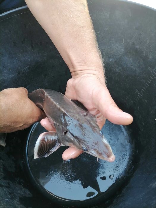 Продам осетрика для ставка