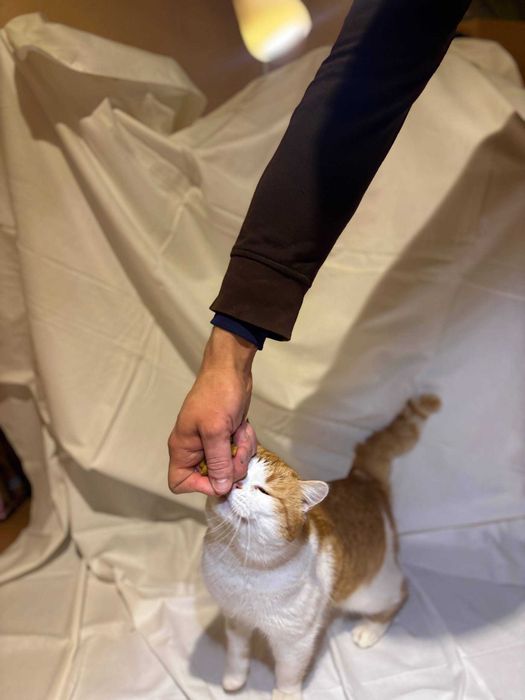 Котик барс Тарас