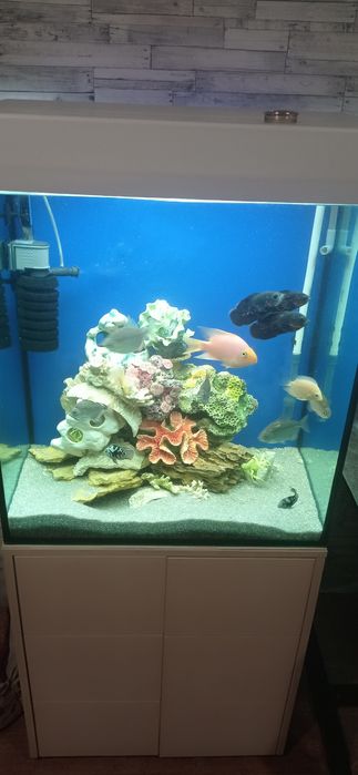 Продається акваріум повністю з усім ціна договірна акваріум до 200 л