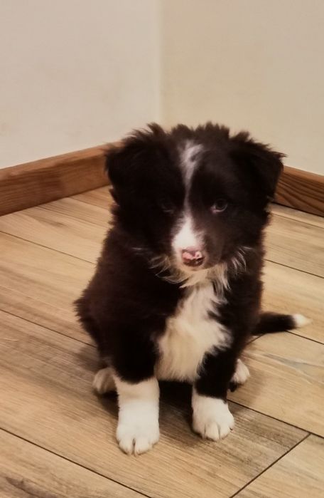 Border collie piesek czekoladowo biały.