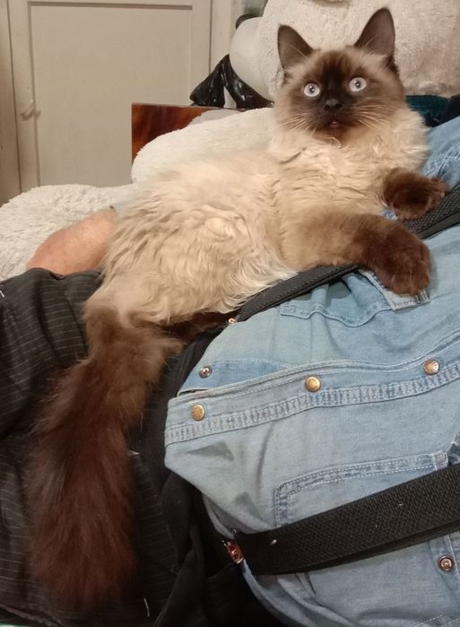 Молодой кот Рэгдолл